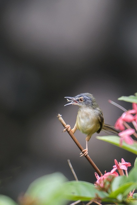 DSC_0335.jpg