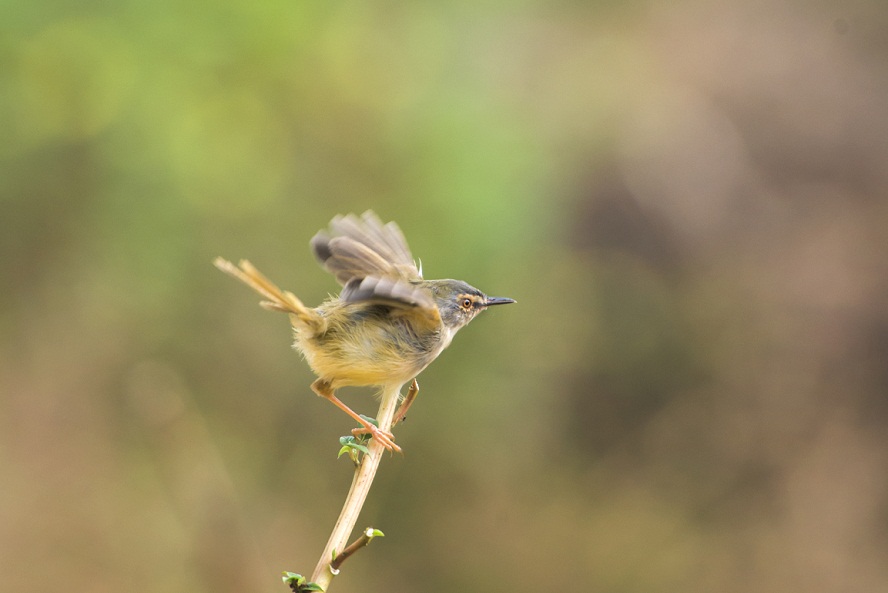 DSC_7054.jpg