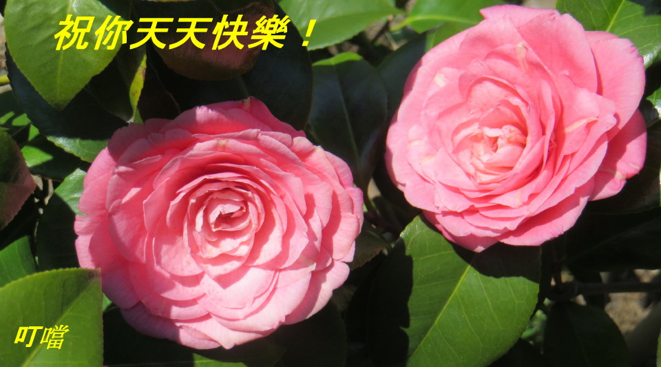 IMG_0001_3677.jpg