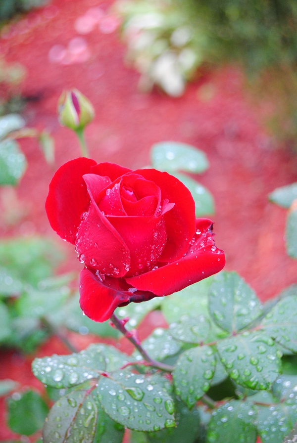 DSC_0017.JPG