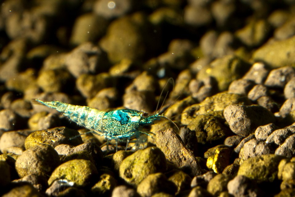 blue bolt shrimp.jpg