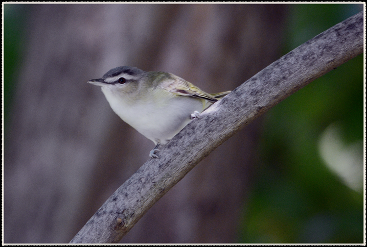DSC_9638.jpg