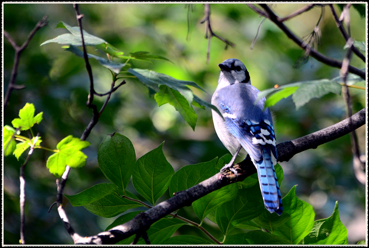 DSC_9736.jpg