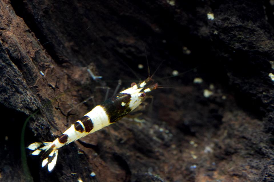 2_30362_62e3740af7d61c4 (1).jpg