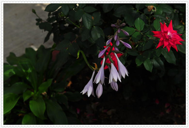 DSC_0474.jpg