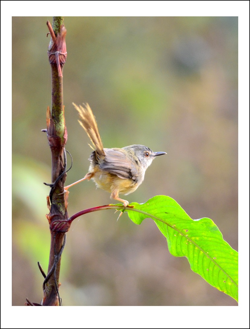 DSC_2045_conew1.jpg