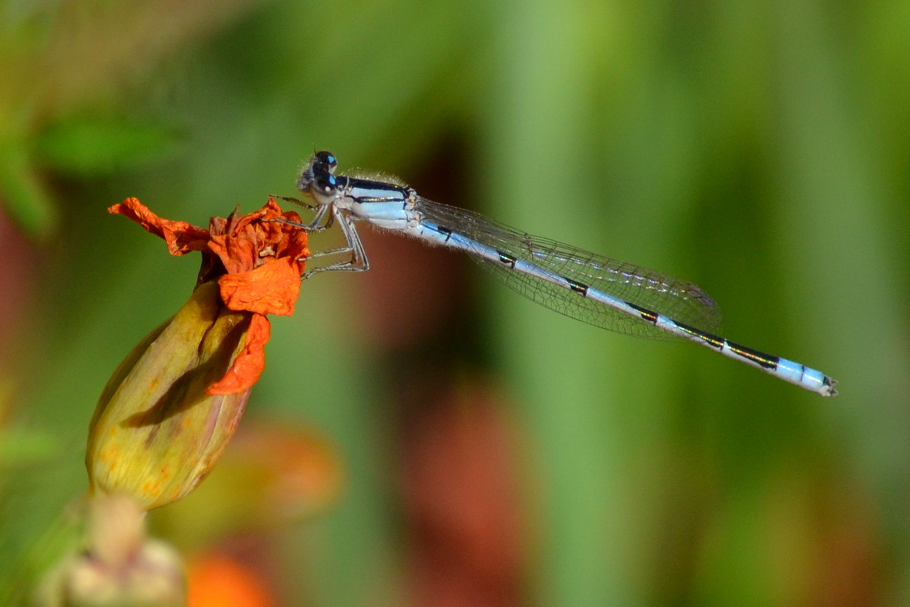 DSC_2008_32.jpg