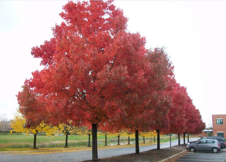 Chicago_Fall_2.JPG