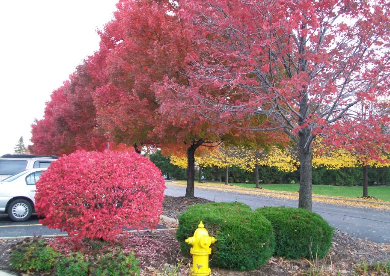 Chicago_Fall_7.JPG