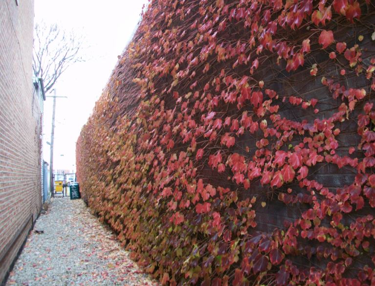 Chicago_Fall_4.JPG