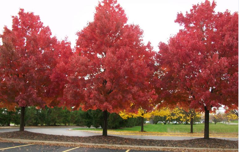 Chicago_Fall_1.JPG