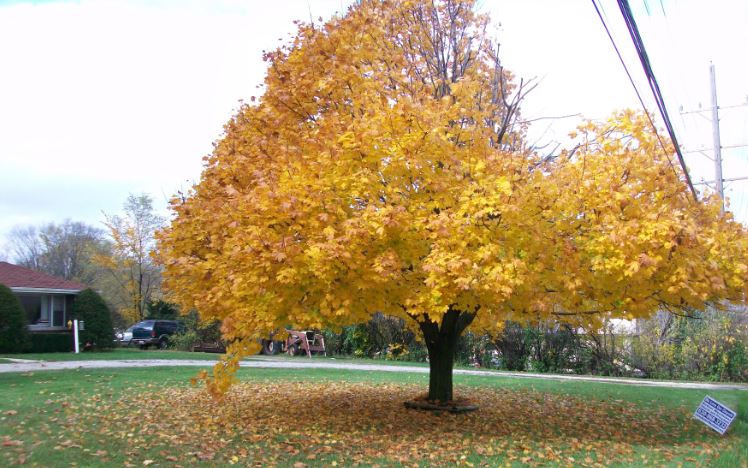 Chicago_Fall_13.JPG