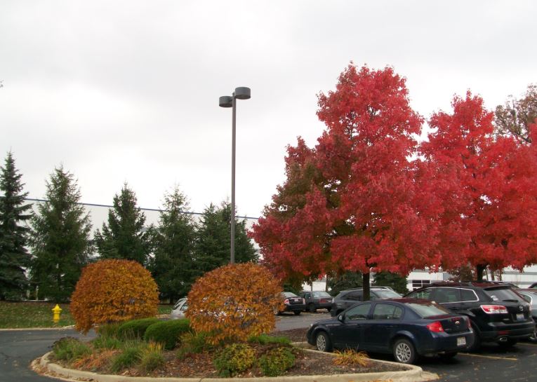 Chicago_Fall_15.JPG