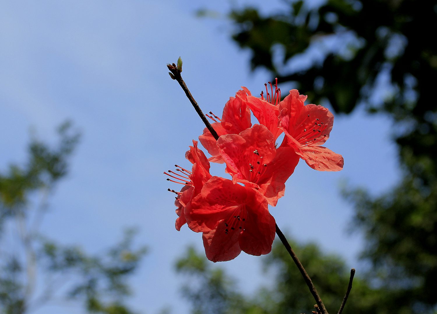 _MG_9368.JPG