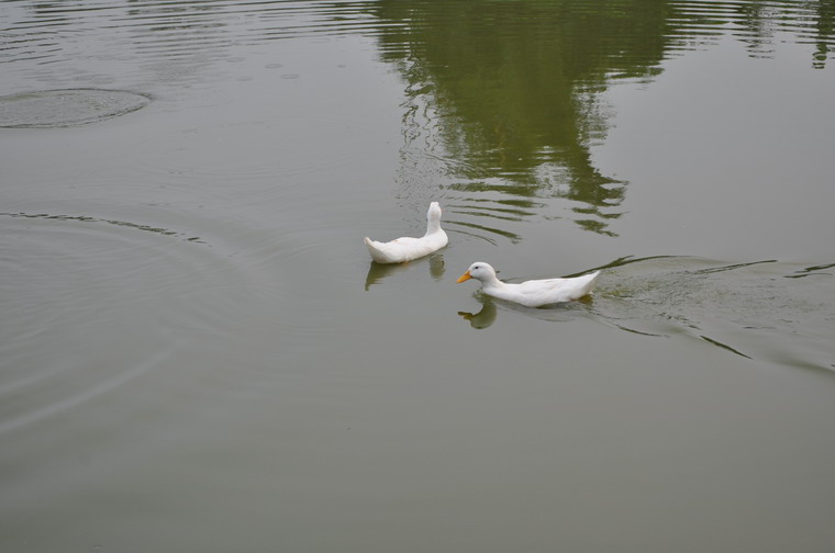 DSC_0151.JPG