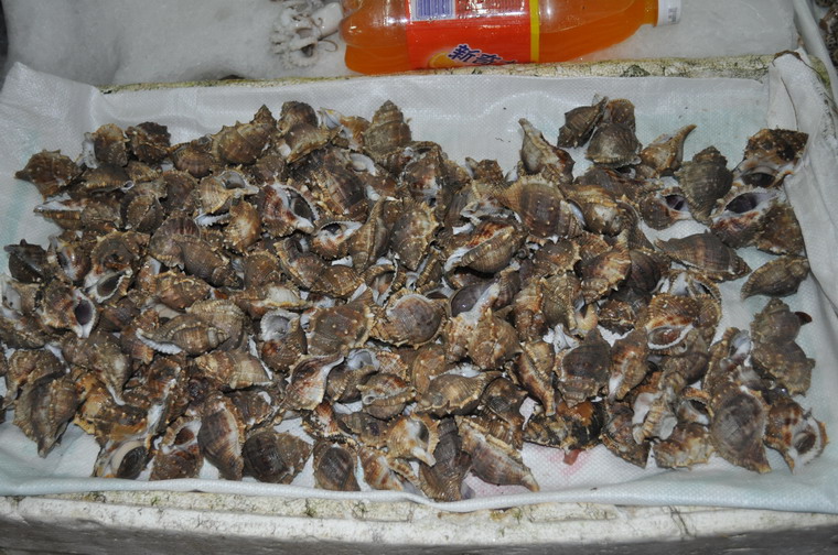 DSC_0377.JPG