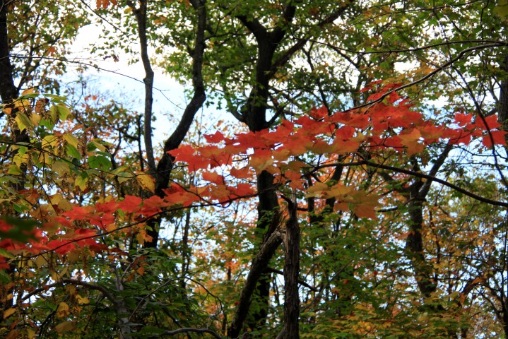 _MG_1555 (Small).JPG