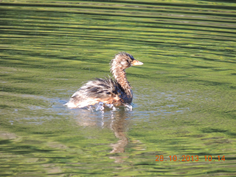 Golden gate park 031_.jpg