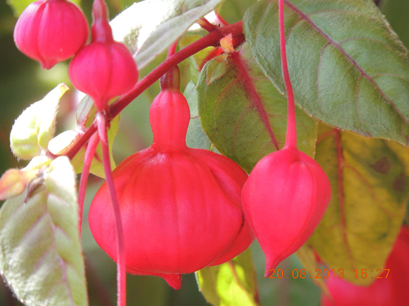 flower 619_.jpg