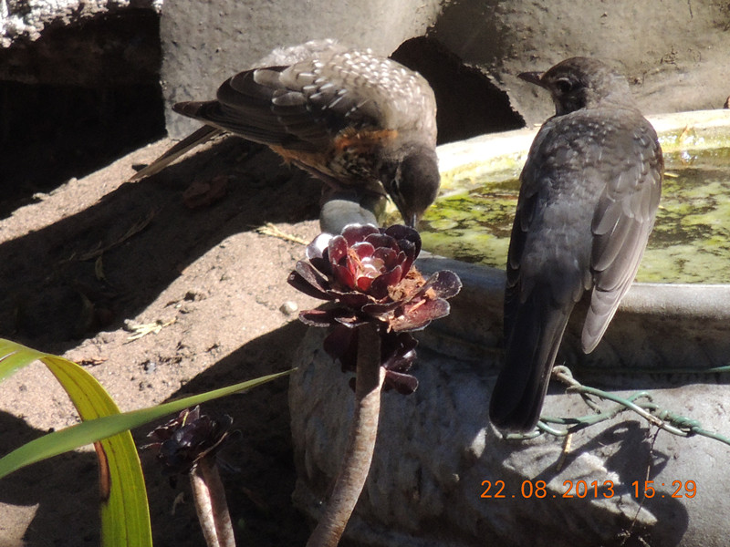 bird 256_.jpg