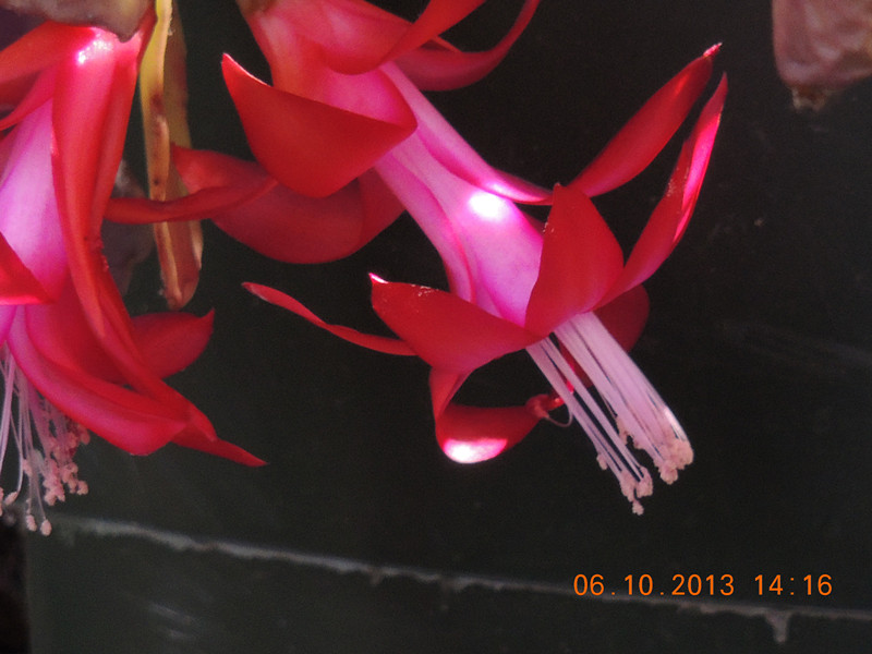 flower 1119_.jpg