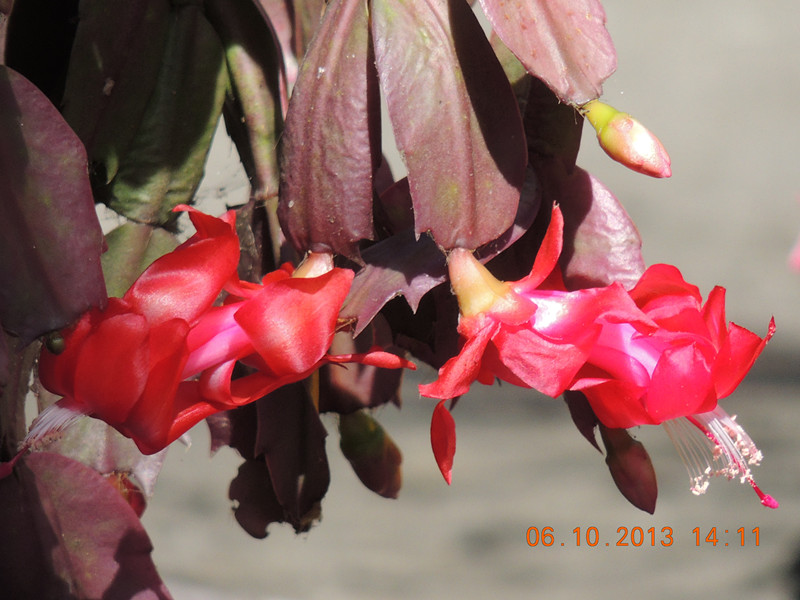 flower 1108_.jpg