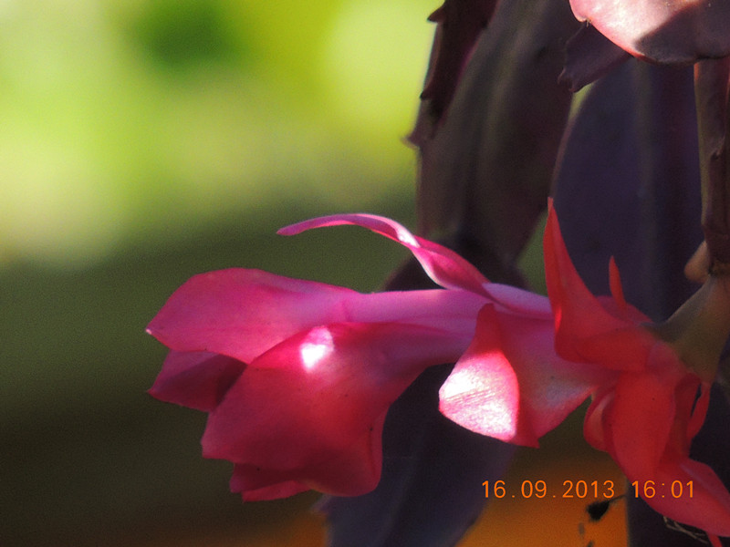 flower 941_.jpg