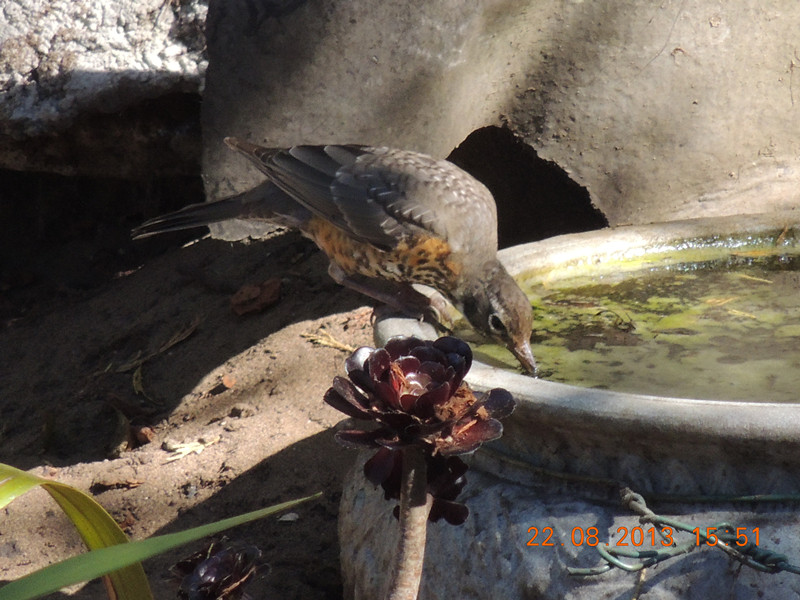 bird 268_.jpg
