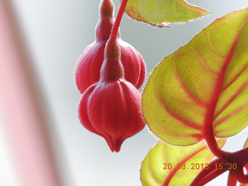 flower 624_.jpg