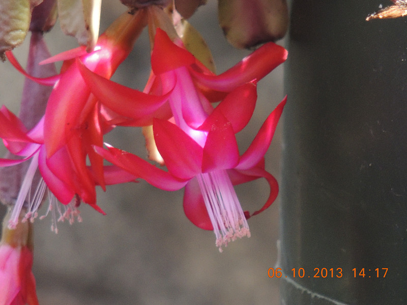 flower 1128_.jpg