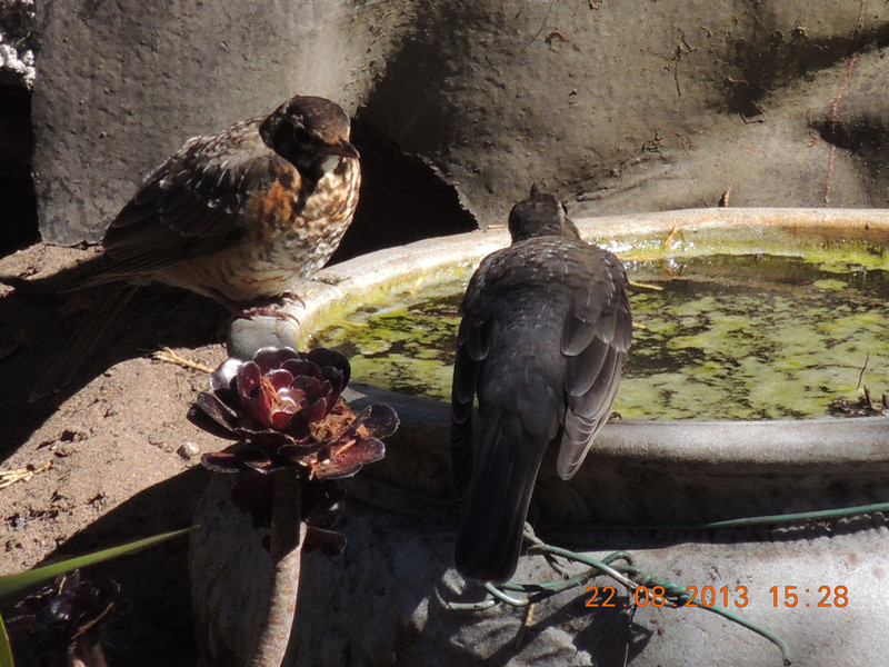 bird 246_.jpg