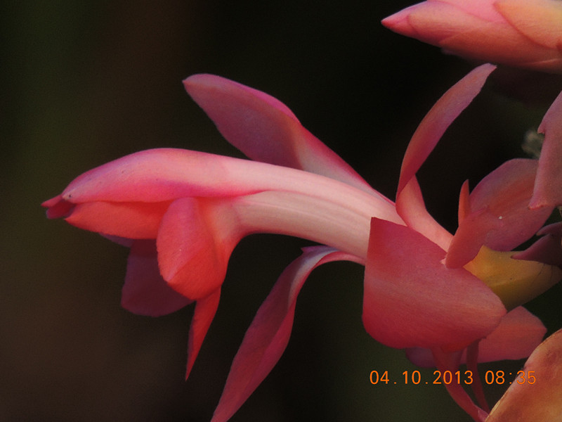 flower 1099_.jpg