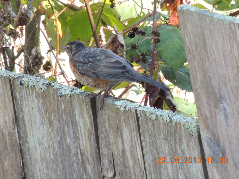 bird 261_.jpg