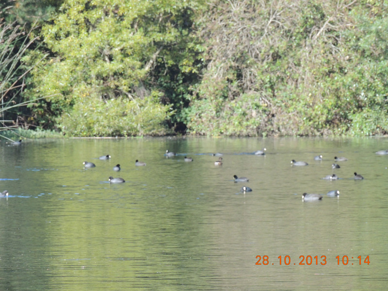 Golden gate park 029_.jpg
