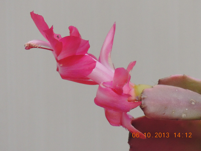 flower 1111_.jpg