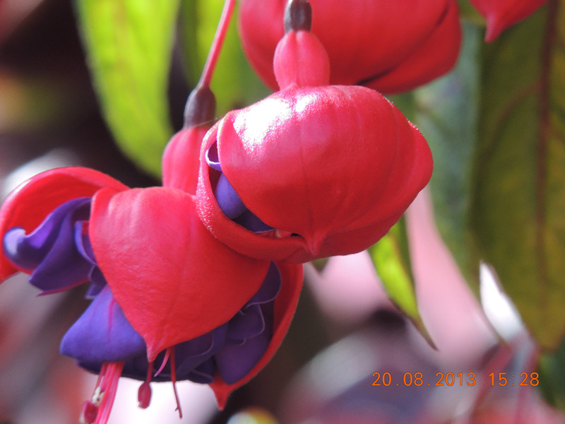 flower 620_.jpg