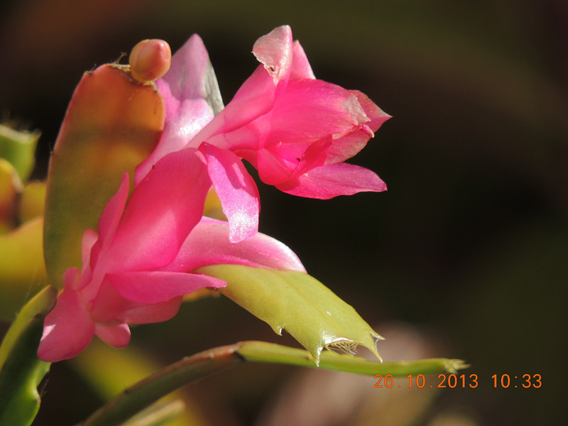 flower 1198_.jpg