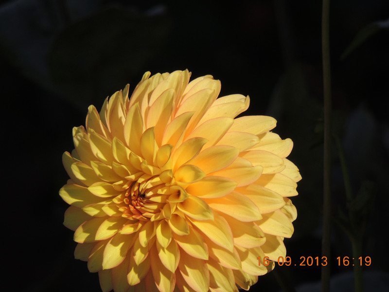 flower 956_.jpg