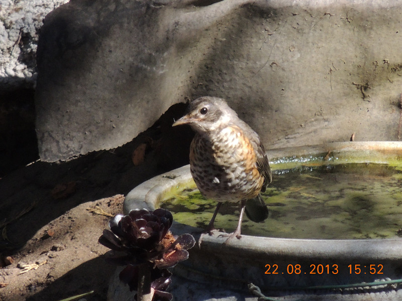 bird 272_.jpg