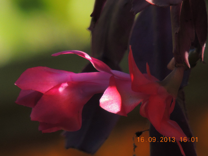 flower 944_.jpg