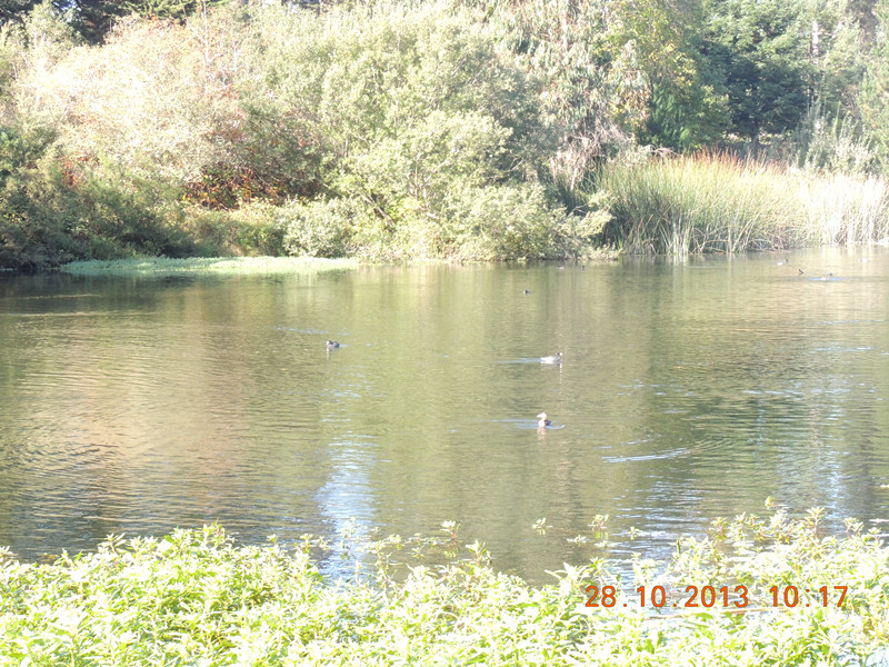 Golden gate park 040_.jpg