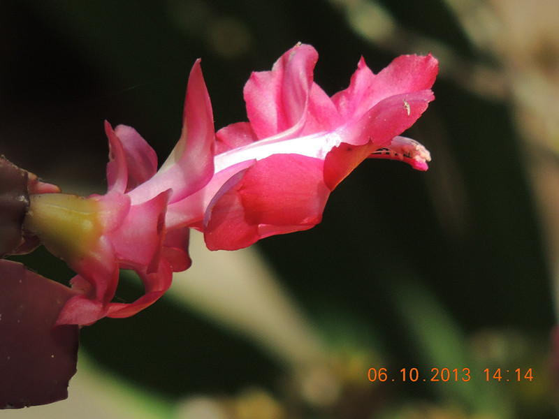 flower 1114_.jpg