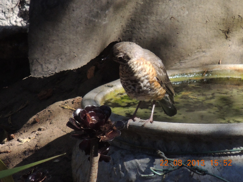 bird 273_.jpg