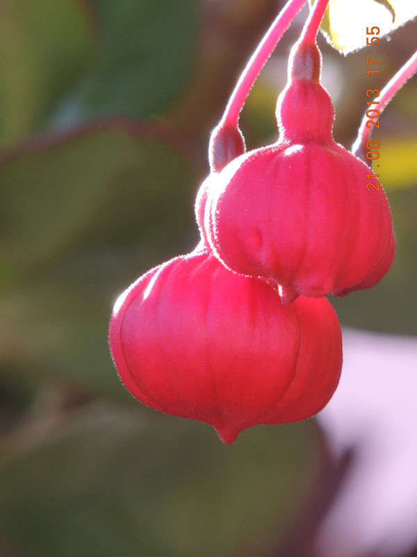 flower 641_.jpg