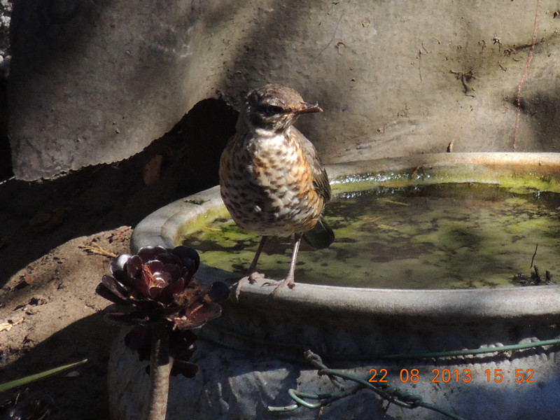 bird 271_.jpg