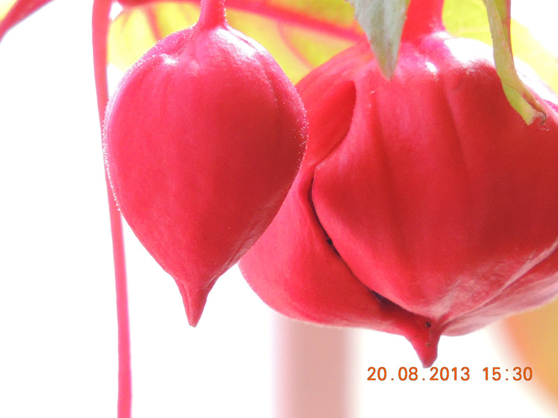 flower 625_.jpg
