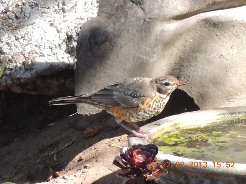 bird 269_.jpg