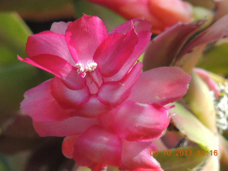 flower 1122_.jpg