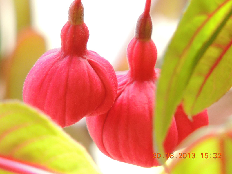 flower 629_.jpg