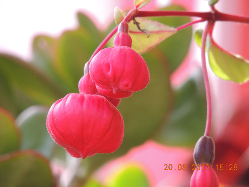 flower 621_.jpg